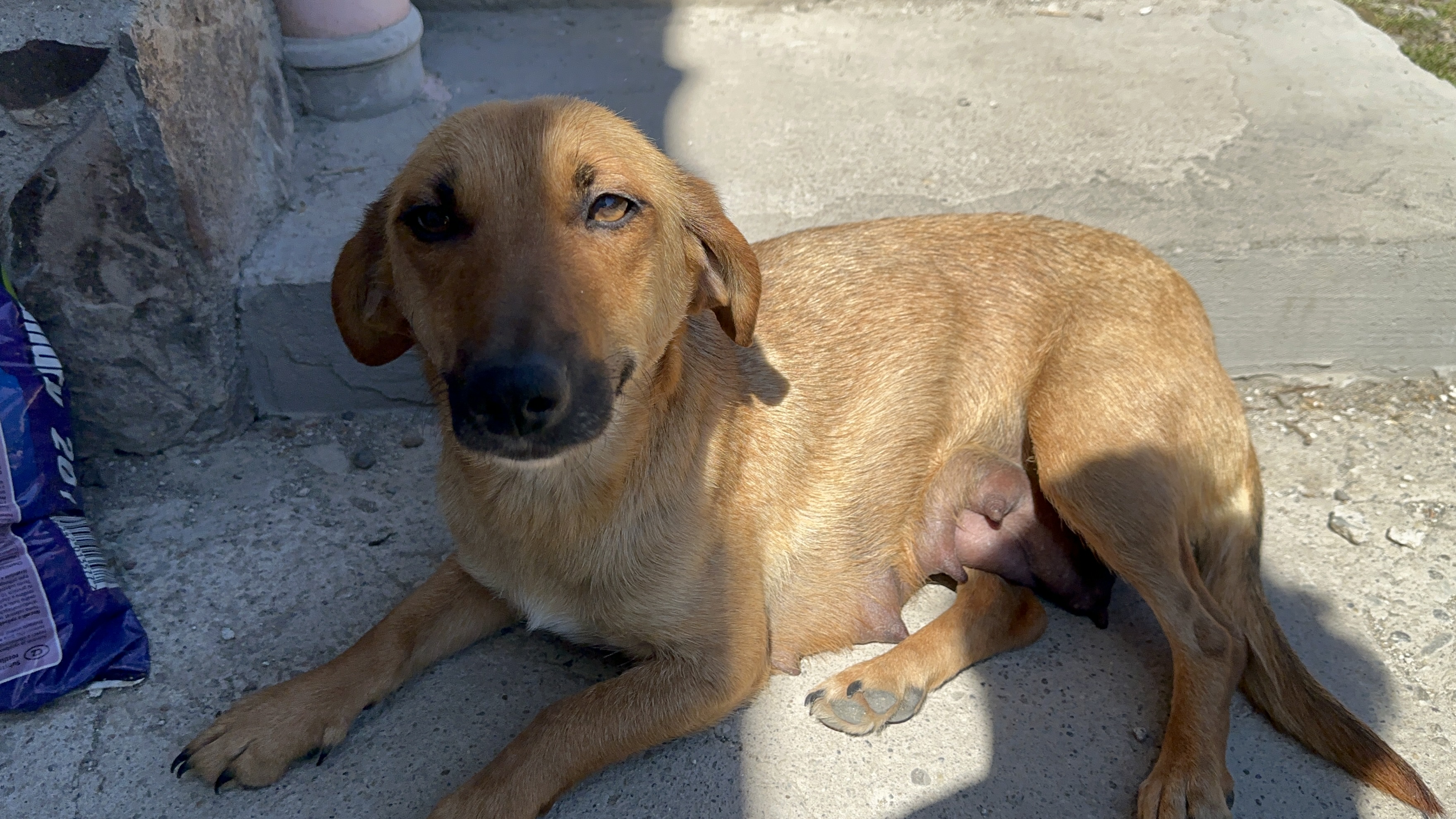 Lulu